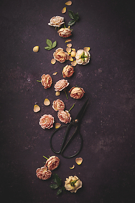 포토 JPG 해외이미지 꽃잎 잎 실내 사람없음 장미 감성 보라색배경 조경가위 해외202004 해외포토 식물 꽃 백그라운드 컨셉 가위_도구 내부 보라색 파일형식