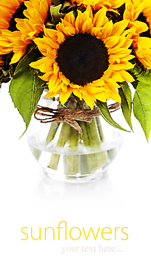 포토 JPG 해외이미지 해바라기 실내 사람없음 꽃병 해외202004 해외포토 꽃 내부 파일형식