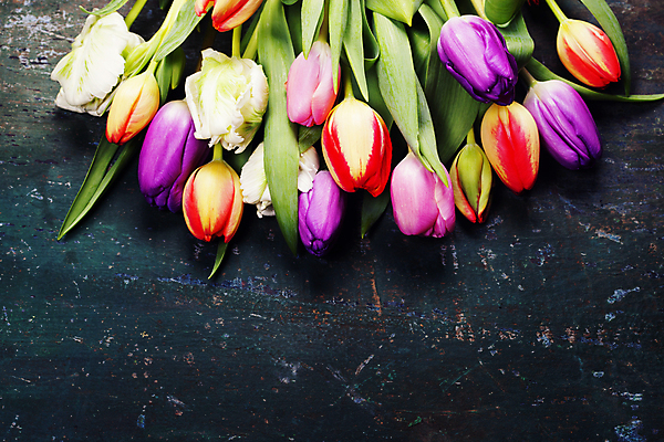 포토 JPG 해외이미지 잎 탁자 검은배경 사람없음 튤립 카피스페이스 해외202004 해외포토 식물 꽃 가구 백그라운드 검은색 공백 파일형식