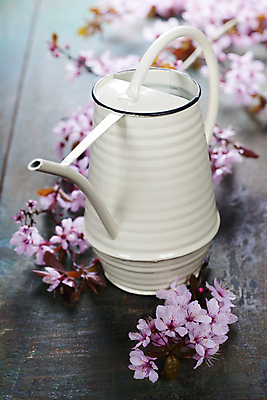 포토 JPG 해외이미지 봄꽃 주전자 실내 사람없음 아웃포커스 벚꽃 나무배경 해외202004 해외포토 꽃 백그라운드 주방용품 촬영기법 내부 봄 파일형식