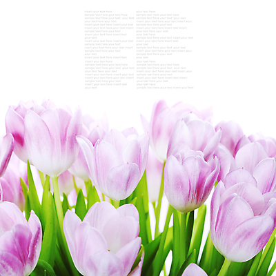 포토 JPG 해외이미지 꽃다발 실내 사람없음 튤립 흰배경 카피스페이스 해외202004 해외포토 꽃 백그라운드 내부 공백 흰색 파일형식