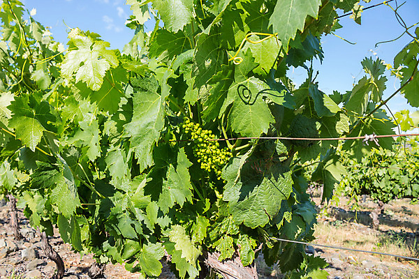포토 JPG 해외이미지 잎 밭 과일 자연 포도 풍경 사람없음 야외 여름 농장 농경지 와인 계곡 맑음 성장 땅 포르투갈 포도밭 포도나무 지역 포트 도루강 양조장 해외202004 해외202105 해외포토 식물 계절 유럽 농업 날씨 주류 과일나무 생태계 파일형식