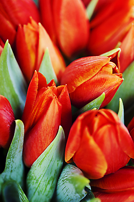 포토 JPG 해외이미지 꽃다발 사람없음 튤립 흰배경 해외202004 해외포토 꽃 백그라운드 흰색 파일형식