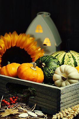 포토 JPG 해외이미지 열매 호박 검은배경 해바라기 실내 사람없음 농작물 벼 가을 나무상자 건축모형 해외202004 해외포토 식물 계절 꽃 백그라운드 농업 채소 곡류 내부 상자 모형 검은색 파일형식