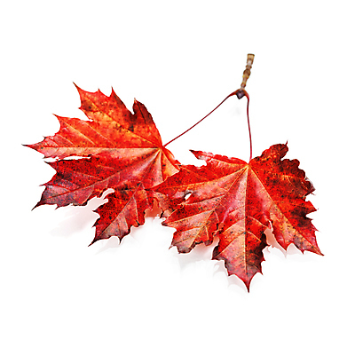 포토 JPG 해외이미지 실내 사람없음 가을 흰배경 해외202004 해외포토 계절 백그라운드 내부 흰색 파일형식