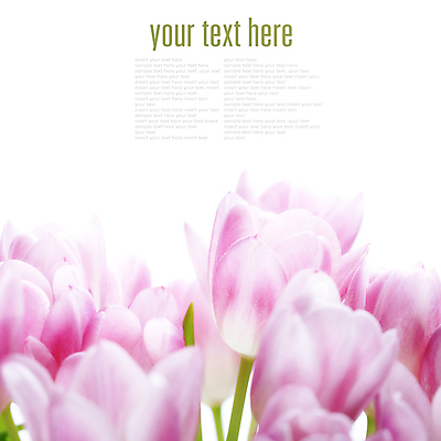포토 JPG 해외이미지 꽃다발 실내 근접촬영 타이포그라피 사람없음 튤립 흰배경 카피스페이스 해외202004 해외포토 문자 꽃 뷰포인트 백그라운드 내부 공백 흰색 파일형식