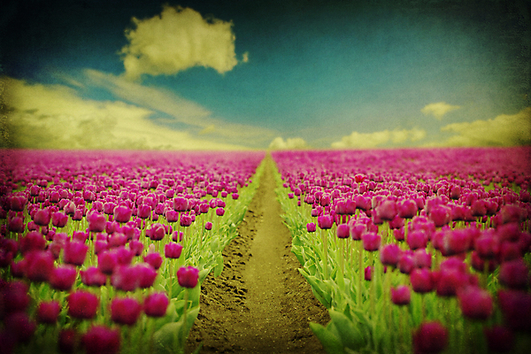 포토 JPG 해외이미지 주간 구름 꽃밭 하늘 사람없음 야외 튤립 비네팅 필터 해외202004 해외포토 자연요소 꽃 촬영기법 파일형식
