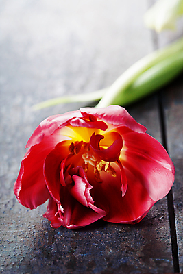 포토 JPG 해외이미지 회색배경 사람없음 튤립 해외202004 해외포토 꽃 백그라운드 회색 파일형식