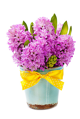 포토 JPG 해외이미지 리본 화분 잎 실내 사람없음 흰배경 원예 히아신스 해외202004 해외포토 식물 꽃 백그라운드 취미 내부 흰색 파일형식