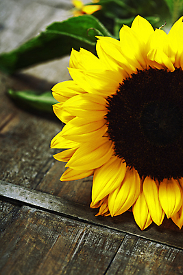 포토 JPG 해외이미지 해바라기 실내 사람없음 해외202004 해외포토 꽃 내부 파일형식