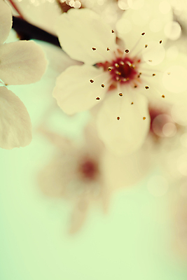 포토 JPG 해외이미지 봄꽃 실내 사람없음 아웃포커스 벚꽃 빛망울 민트색배경 해외202004 해외포토 꽃 백그라운드 촬영기법 내부 빛 봄 민트색 파일형식