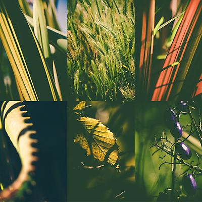 포토 JPG 해외이미지 주간 열매 잎 나뭇잎 근접촬영 사람없음 야외 아웃포커스 콜라주 해외202004 해외포토 자연요소 식물 뷰포인트 촬영기법 파일형식