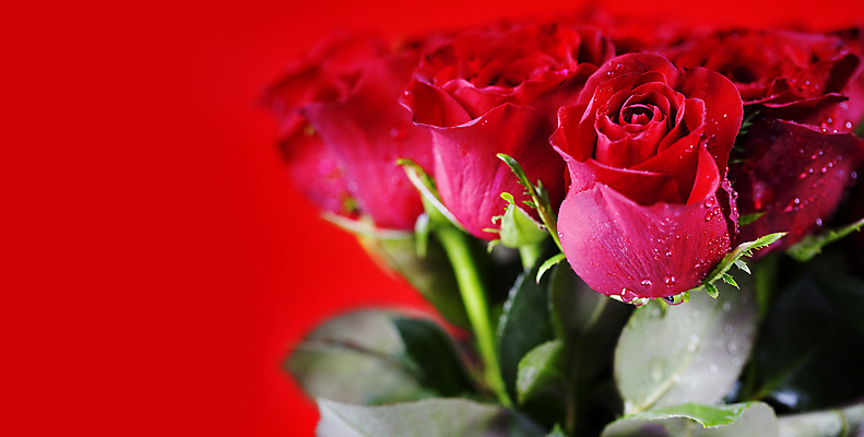 포토 JPG 해외이미지 실내 근접촬영 사람없음 장미 물방울 빨간배경 해외202004 해외포토 꽃 뷰포인트 백그라운드 내부 빨간색 파일형식