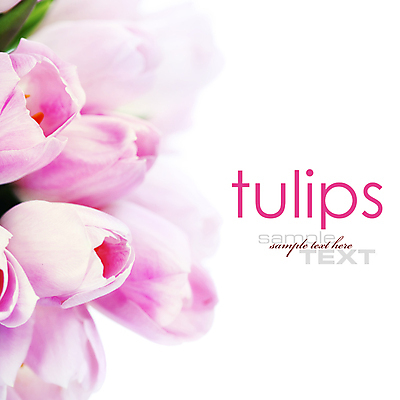 포토 JPG 해외이미지 꽃다발 실내 타이포그라피 사람없음 튤립 흰배경 카피스페이스 해외202004 해외포토 문자 꽃 백그라운드 내부 공백 흰색 파일형식