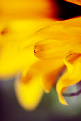 포토 JPG 해외이미지 꽃잎 해바라기 실내 근접촬영 사람없음 해외202004 해외포토 꽃 뷰포인트 내부 파일형식