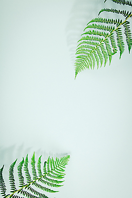 포토 JPG 해외이미지 잎 실내 사람없음 파란배경 카피스페이스 해외202004 해외포토 식물 백그라운드 내부 파란색 공백 파일형식