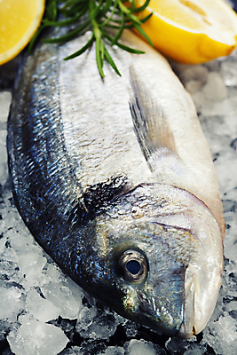 포토 JPG 해외이미지 실내 어류 요리 사람없음 얼음 레몬 해산물 로즈메리 해외포토 자연요소 과일 내부 수중동물 허브 파일형식