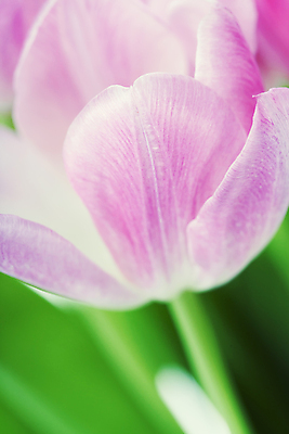 포토 JPG 해외이미지 실내 근접촬영 사람없음 아웃포커스 튤립 해외202004 해외포토 꽃 뷰포인트 촬영기법 내부 파일형식