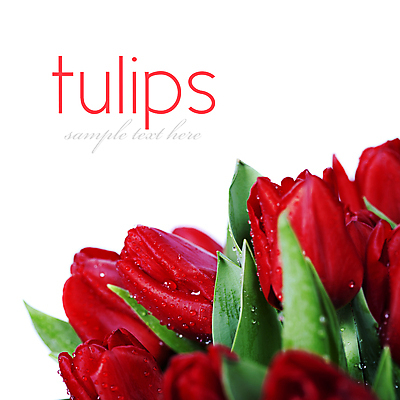 포토 JPG 해외이미지 꽃다발 타이포그라피 사람없음 튤립 이슬 흰배경 해외202004 해외포토 문자 꽃 백그라운드 흰색 파일형식