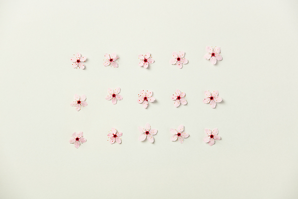 포토 JPG 해외이미지 패턴 봄꽃 실내 사람없음 벚꽃 흰배경 해외202004 해외포토 꽃 백그라운드 무늬 내부 봄 흰색 파일형식