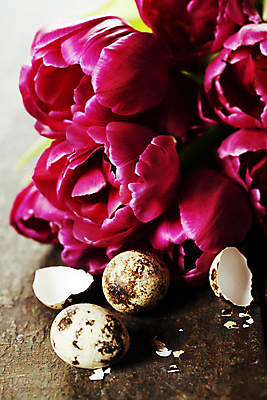 포토 JPG 해외이미지 실내 사람없음 튤립 메추리알 알껍데기 해외202004 해외포토 꽃 내부 알 파일형식