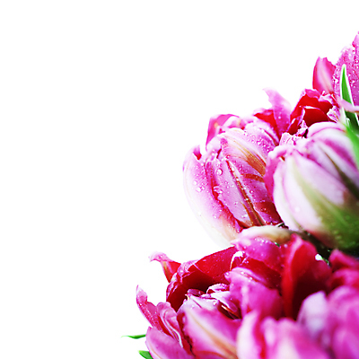 포토 JPG 해외이미지 꽃다발 실내 사람없음 튤립 물방울 흰배경 카피스페이스 해외202004 해외포토 꽃 백그라운드 내부 공백 흰색 파일형식