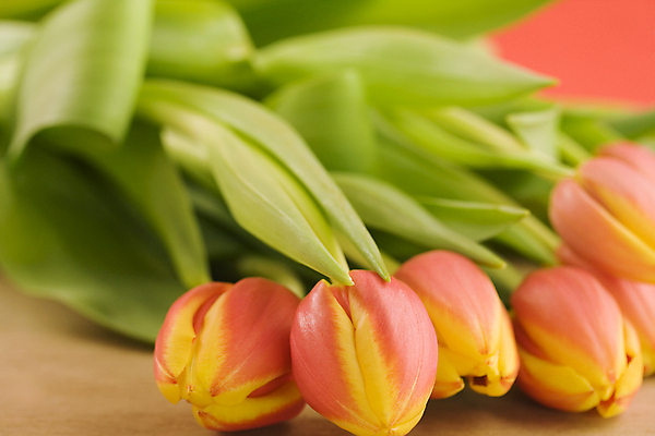 포토 JPG 해외이미지 꽃다발 사람없음 튤립 해외202004 해외포토 꽃 파일형식