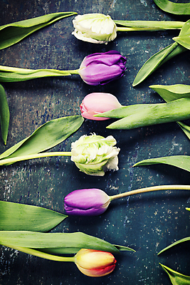 포토 JPG 해외이미지 잎 탁자 사람없음 튤립 파란배경 일렬 해외202004 해외포토 식물 꽃 가구 백그라운드 파란색 파일형식