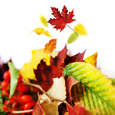 포토 JPG 해외이미지 낙엽 실내 사람없음 가을 떨어짐 흰배경 해외202004 해외포토 계절 백그라운드 컨셉 잎 내부 흰색 파일형식