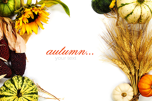 포토 JPG 해외이미지 호박 해바라기 실내 타이포그라피 사람없음 농작물 벼 가을 흰배경 추수감사절 카피스페이스 흑찰옥수수 해외202004 해외포토 문자 계절 꽃 기독교 백그라운드 농업 채소 곡류 내부 공백 흰색 찰옥수수 파일형식