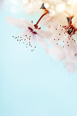 포토 JPG 해외이미지 봄꽃 실내 사람없음 아웃포커스 벚꽃 파란배경 빛망울 해외202004 해외포토 꽃 백그라운드 촬영기법 내부 파란색 빛 봄 파일형식