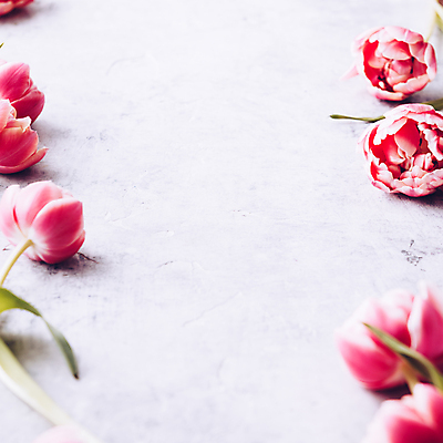 포토 JPG 해외이미지 실내 사람없음 튤립 흰배경 카피스페이스 해외202004 해외포토 꽃 백그라운드 내부 공백 흰색 파일형식