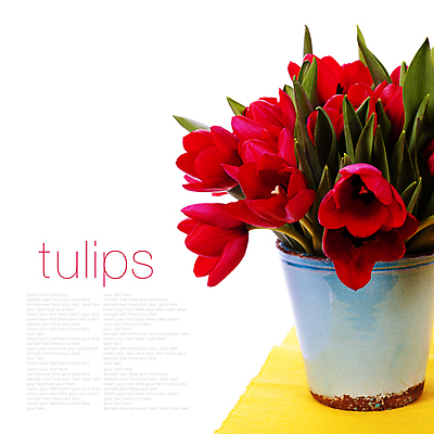 포토 JPG 해외이미지 화분 꽃다발 타이포그라피 사람없음 튤립 흰배경 카피스페이스 해외202004 해외포토 문자 꽃 백그라운드 공백 흰색 파일형식