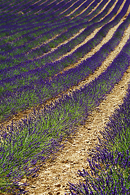 포토 JPG 해외이미지 주간 길 꽃밭 사람없음 야외 라벤더 해외202004 해외포토 자연요소 꽃 허브 파일형식