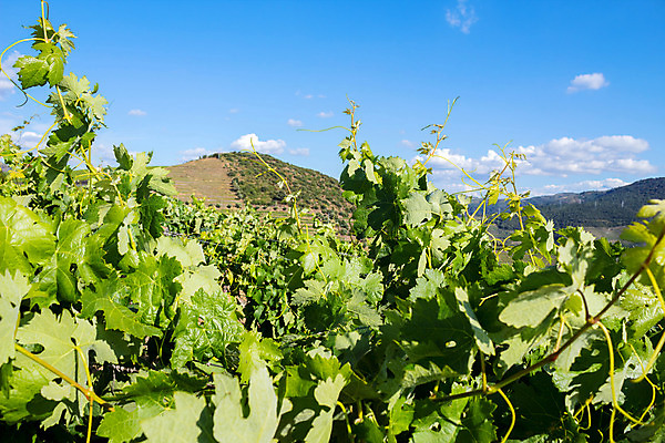 포토 JPG 해외이미지 잎 농업 과일 자연 포도 풍경 사람없음 야외 초록색 여름 농장 농경지 와인 계곡 맑음 봄 성장 시골 땅 포르투갈 포도밭 포도나무 지역 포트 내추럴 도루강 양조장 해외202004 해외202105 해외포토 식물 계절 유럽 산업 컬러 밭 날씨 주류 과일나무 생태계 파일형식