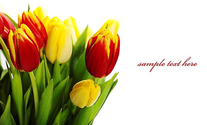 포토 JPG 해외이미지 꽃다발 실내 타이포그라피 사람없음 튤립 흰배경 카피스페이스 해외202004 해외포토 문자 꽃 백그라운드 내부 공백 흰색 파일형식