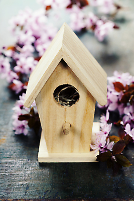 포토 JPG 해외이미지 나뭇잎 사람없음 아웃포커스 벚꽃 나뭇가지 나무바닥 새장 해외202004 해외포토 나무 꽃 잎 바닥 촬영기법 케이지 파일형식