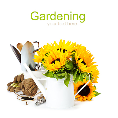 포토 JPG 해외이미지 해바라기 실내 사람없음 물뿌리개 모종삽 원예 원예용품 해외202004 해외포토 꽃 생활용품 취미 내부 삽 파일형식