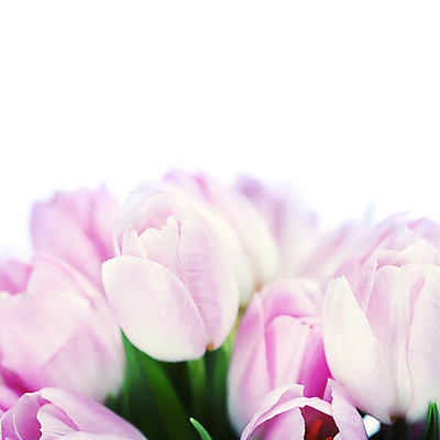 포토 JPG 해외이미지 꽃다발 실내 근접촬영 사람없음 튤립 흰배경 카피스페이스 해외202004 해외포토 꽃 뷰포인트 백그라운드 내부 공백 흰색 파일형식