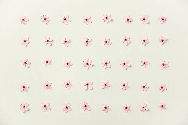 포토 JPG 해외이미지 패턴 봄꽃 실내 사람없음 벚꽃 흰배경 해외202004 해외포토 꽃 백그라운드 무늬 내부 봄 흰색 파일형식