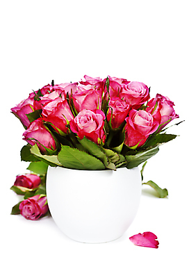 포토 JPG 해외이미지 잎 실내 사람없음 장미 꽃병 흰배경 담기 해외202004 해외포토 식물 꽃 백그라운드 모션 내부 흰색 파일형식