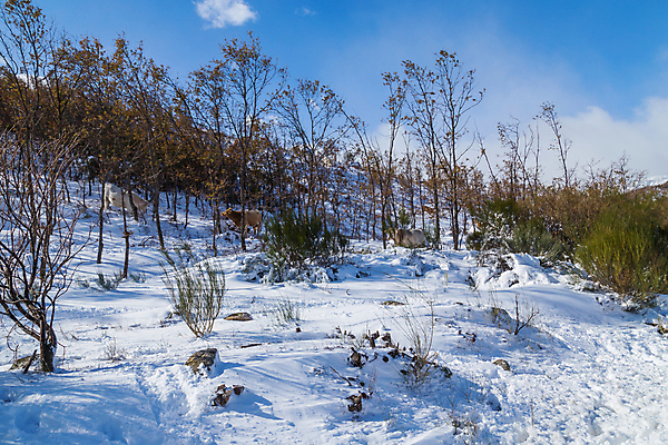 포토 JPG 해외이미지 나무 동물 계절 유럽 겨울 농업 포유류 날씨 산 뿔 풍경 초원 사람없음 농장 갈색 냉동 얼음 가축 소고기 추위 가을 흰색 시골 황무지 소 스페인 군중 서리 온도 산악지대 밭일 반추동물 해외202105 해외포토 자연요소 식물 나라 산업 컬러 육류 사람 파일형식