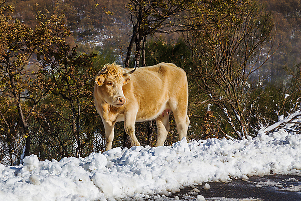 포토 JPG 해외이미지 나무 동물 계절 유럽 겨울 농업 포유류 자연 날씨 산 뿔 풍경 초원 사람없음 야외 농장 갈색 냉동 얼음 가축 소고기 추위 가을 흰색 시골 황무지 소 스페인 군중 숲 서리 온도 산악지대 밭일 반추동물 해외202105 해외포토 자연요소 식물 나라 산업 컬러 육류 사람 생태계 파일형식