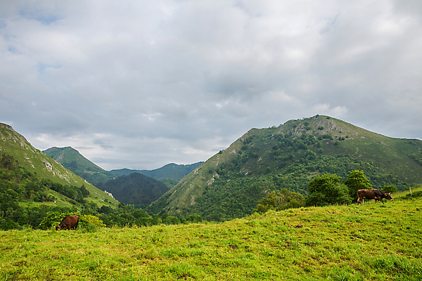 포토 JPG 해외이미지 동물 공원 유럽 여행 백그라운드 밭 농업 자연 하늘 산 풍경 초원 사람없음 야외 초록색 농장 농경지 환경 가축 봄 시골 신선 소 스페인 방목 장면 내추럴 밭일 절정 해외202105 해외포토 계절 공공시설 나라 산업 컬러 포유류 축산업 생태계 파일형식