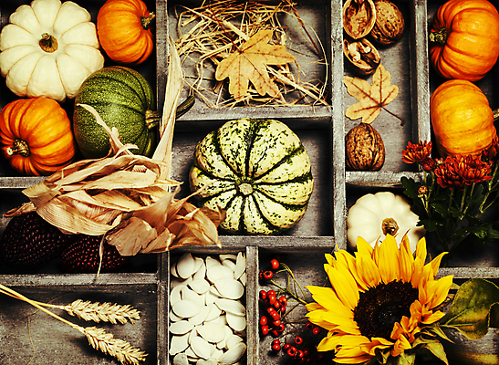 포토 JPG 해외이미지 열매 꽃 낙엽 호박 해바라기 실내 사람없음 농작물 벼 가을 볏짚 나무상자 호두 정리 추수감사절 흑찰옥수수 해외202004 해외포토 식물 계절 기독교 잎 농업 채소 곡류 내부 상자 견과류 짚 찰옥수수 파일형식