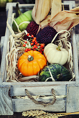 포토 JPG 해외이미지 호박 실내 사람없음 농작물 벼 가을 볏짚 나무상자 담기 추수감사절 흑찰옥수수 해외202004 해외포토 계절 기독교 농업 채소 모션 곡류 내부 상자 짚 찰옥수수 파일형식