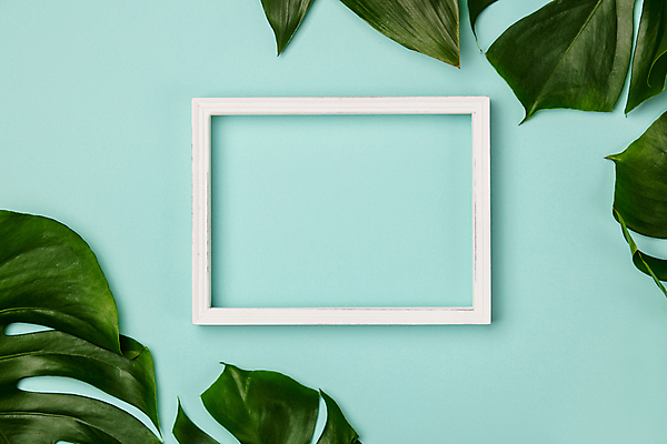 포토 JPG 해외이미지 백그라운드 프레임 실내 사람없음 파란배경 몬스테라 카피스페이스 해외202004 해외포토 식물 내부 파란색 공백 파일형식