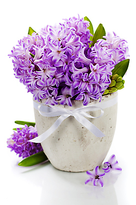 포토 JPG 해외이미지 리본 화분 잎 실내 사람없음 흰배경 원예 히아신스 해외202004 해외포토 식물 꽃 백그라운드 취미 내부 흰색 파일형식