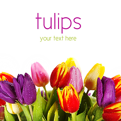 포토 JPG 해외이미지 꽃잎 사람없음 튤립 흰배경 카피스페이스 해외202004 해외포토 꽃 백그라운드 공백 흰색 파일형식