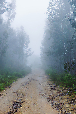 포토 JPG 해외이미지 나무 공원 길 자연 아침 그림자 이끼 풍경 사람없음 새벽 안개 가을 숲 열대우림 땅 포르투갈 뿌연 해외202105 해외포토 주간 자연요소 식물 계절 공공시설 유럽 날씨 생태계 파일형식
